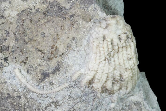 Fossil Crinoid (Aorocrinus) - Gilmore City, Iowa #149028